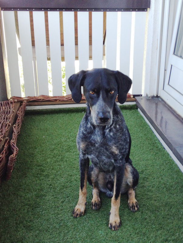 Leckerli fangen mit dem Hund