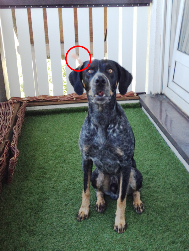 Leckerli fangen mit dem Hund