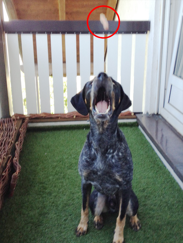 Leckerli fangen mit dem Hund
