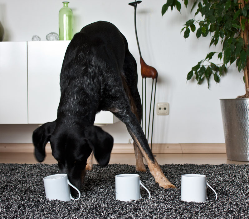 Hütchenspiel mit dem Hund