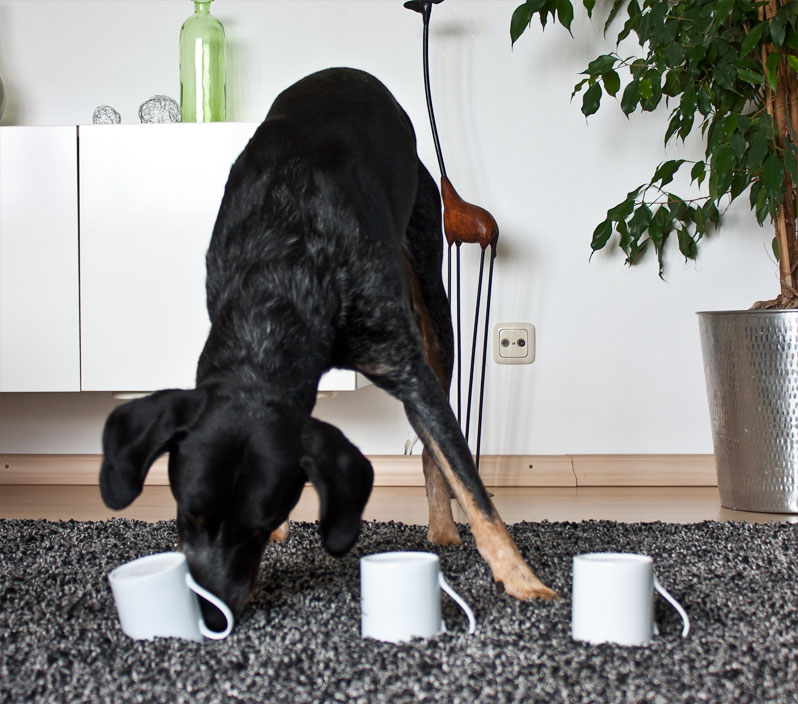 Hütchenspiel mit dem Hund