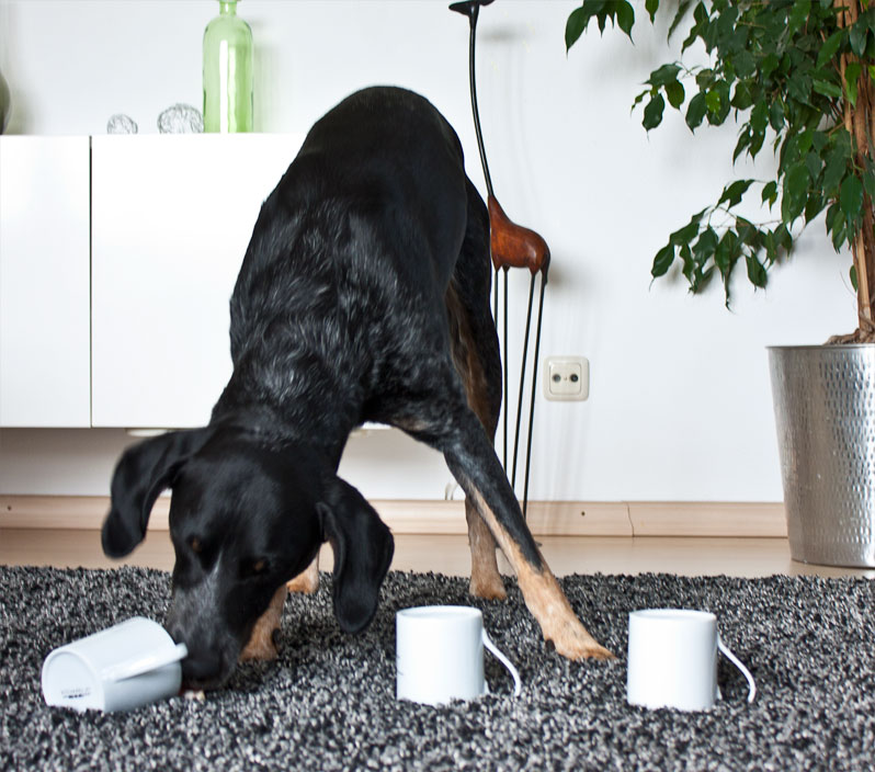 Hütchenspiel mit dem Hund